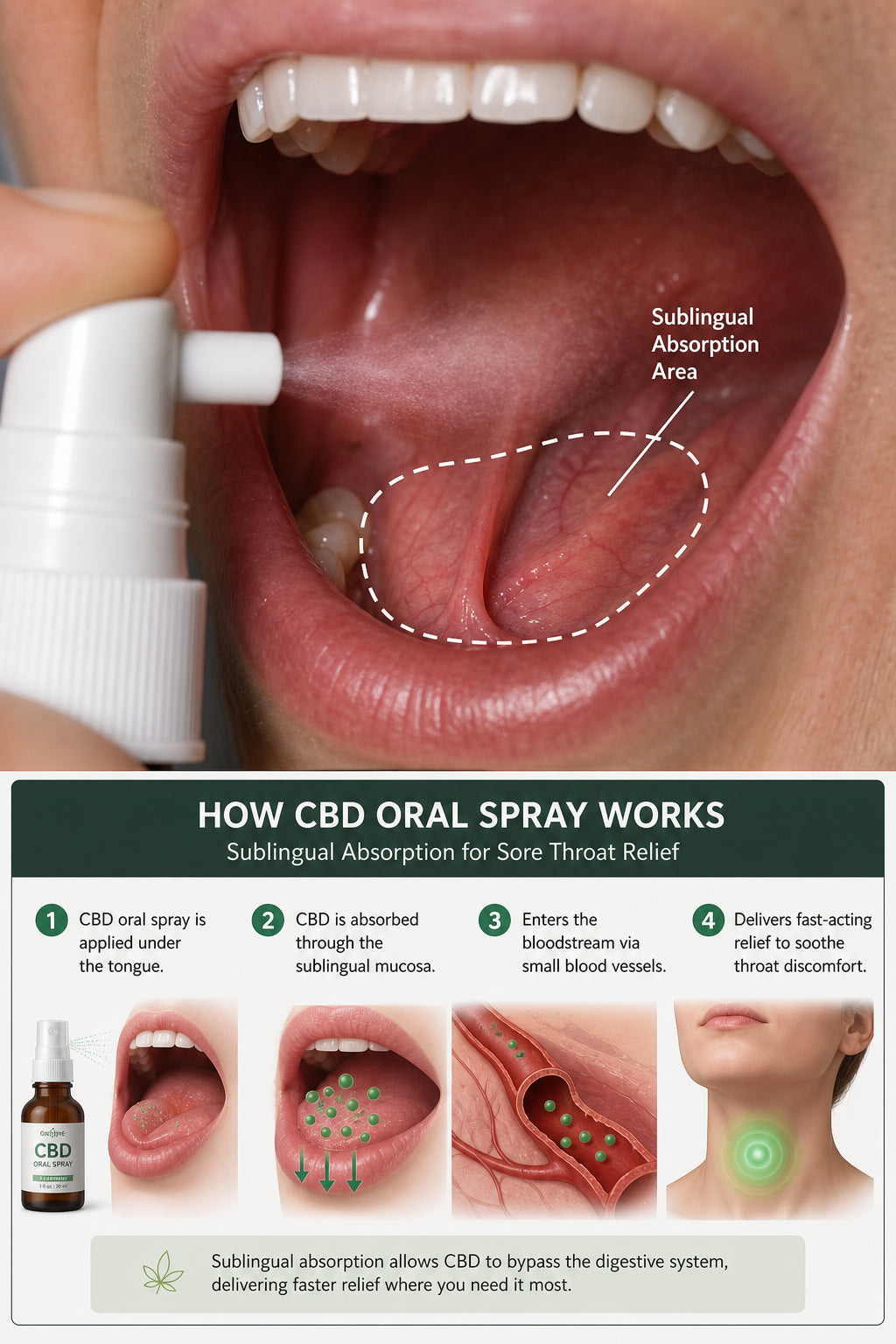 A realistic close-up of a human oral cavity with highlighted areas showing the sublingual absorption route, with a spray mist near the inner cheek. Alt: Diagram showing how CBD oral spray is absorbed under the tongue for sore throat relief.
